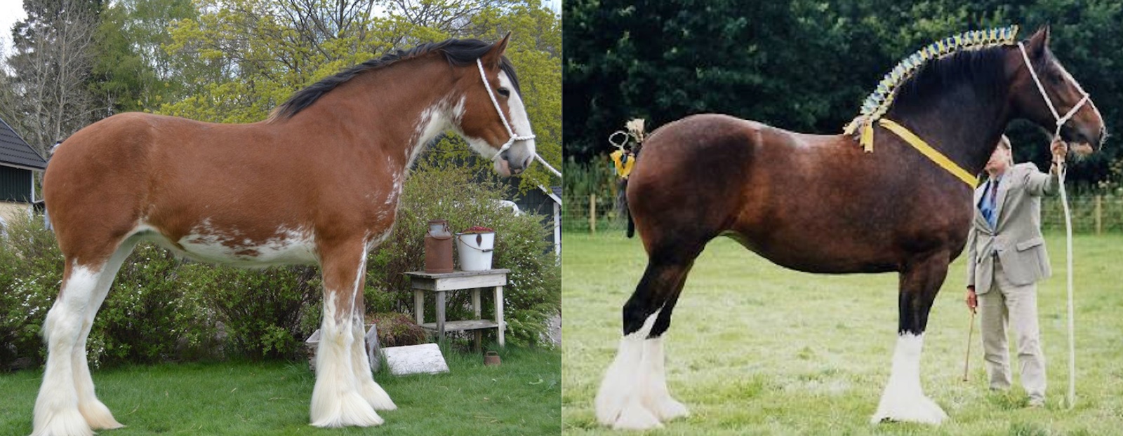Shire and Clydesdale